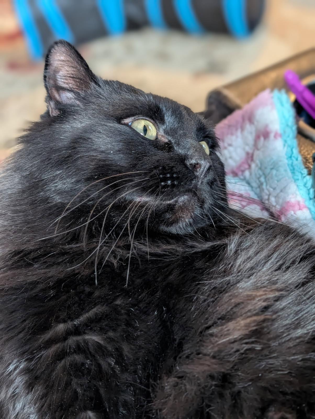 Enlarge Dude!, a Adoptable mixed breed in Griswold, CT image 4/6