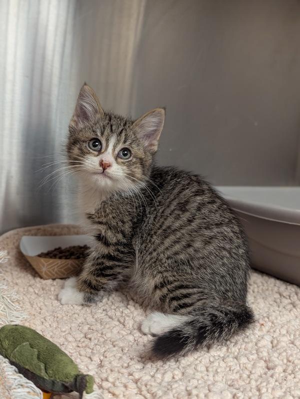 Sorry! (with Candy Land), Adoptable, Kitten Male Domestic Short Hair.