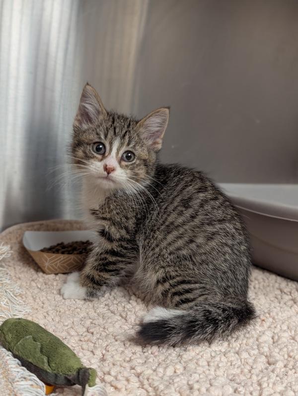 Enlarge Sorry! (with Candy Land), a Adoptable mixed breed in Richmond, VA image 2/2