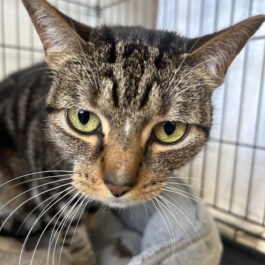 Inky, Adoptable, Senior Female Domestic Short Hair.