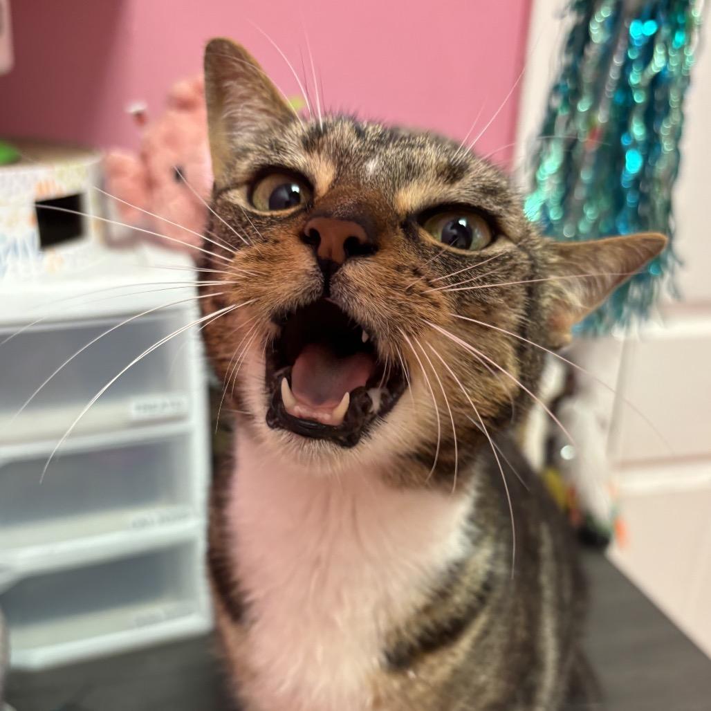 Enlarge Inky, a Adoptable Domestic Short Hair in Webster, TX image 2/6