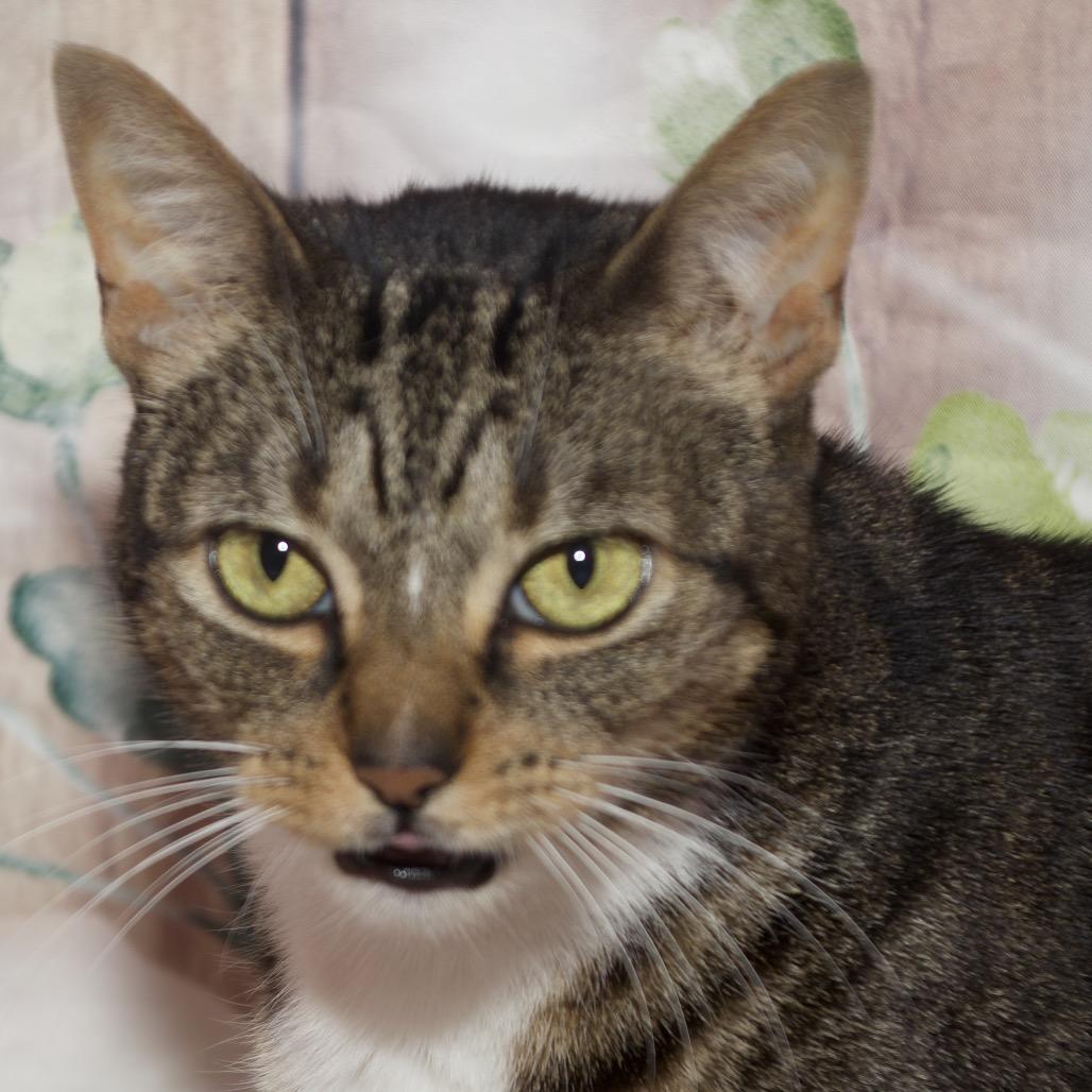 Enlarge Inky, a Adoptable Domestic Short Hair in Webster, TX image 3/6