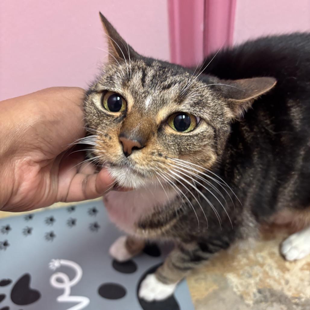 Enlarge Inky, a Adoptable Domestic Short Hair in Webster, TX image 4/6