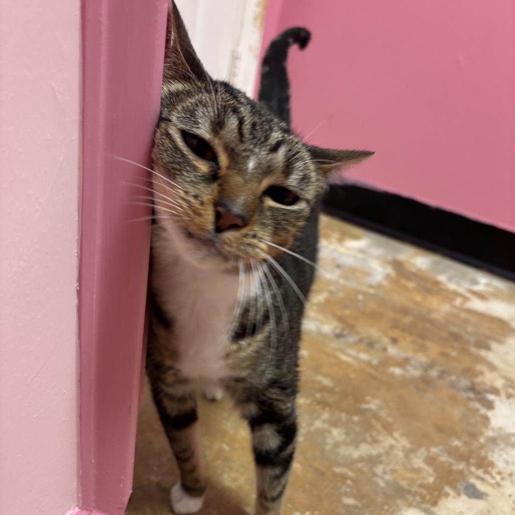 Enlarge Inky, a Adoptable Domestic Short Hair in Webster, TX image 5/6