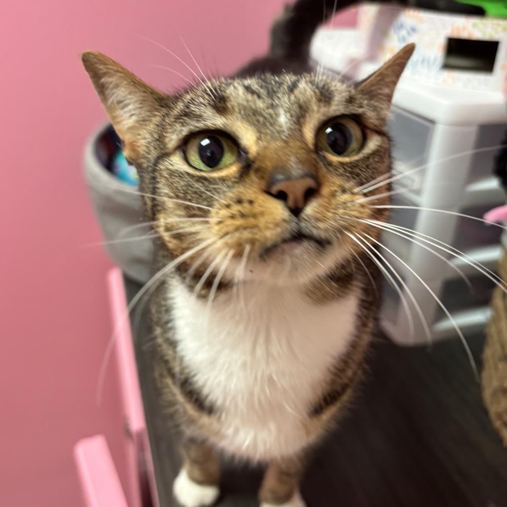 Enlarge Inky, a Adoptable Domestic Short Hair in Webster, TX image 6/6