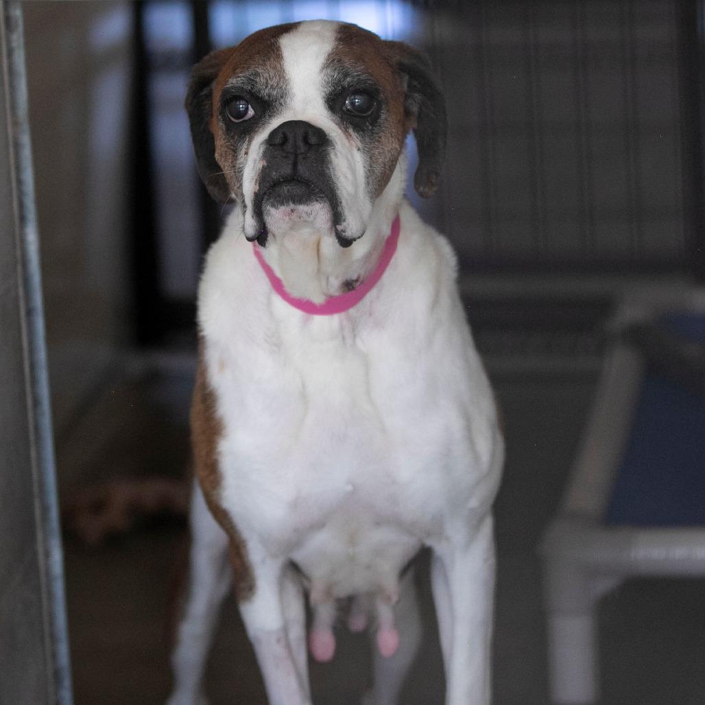 Lil Ruby (JN26-09), a Adoptable Boxer in Peyton, CO image 1/6