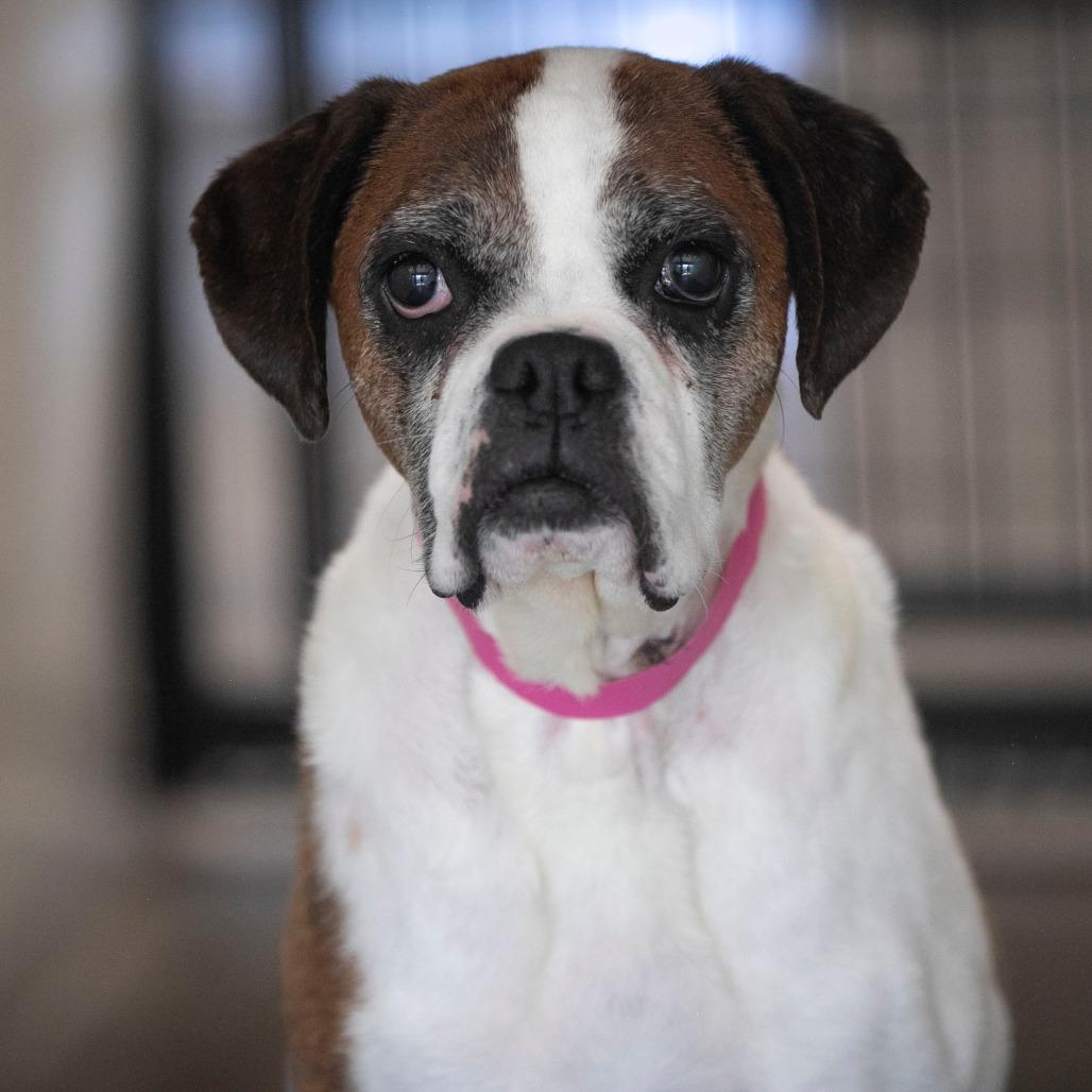 Lil Ruby (JN26-09), a Adoptable Boxer in Peyton, CO image 2/6