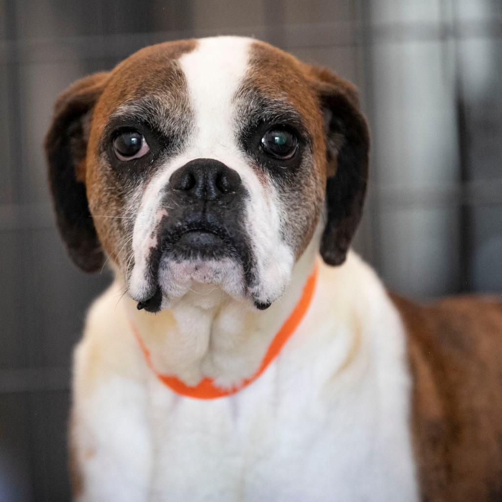 Lil Ruby (JN26-09), a Adoptable Boxer in Peyton, CO image 3/6