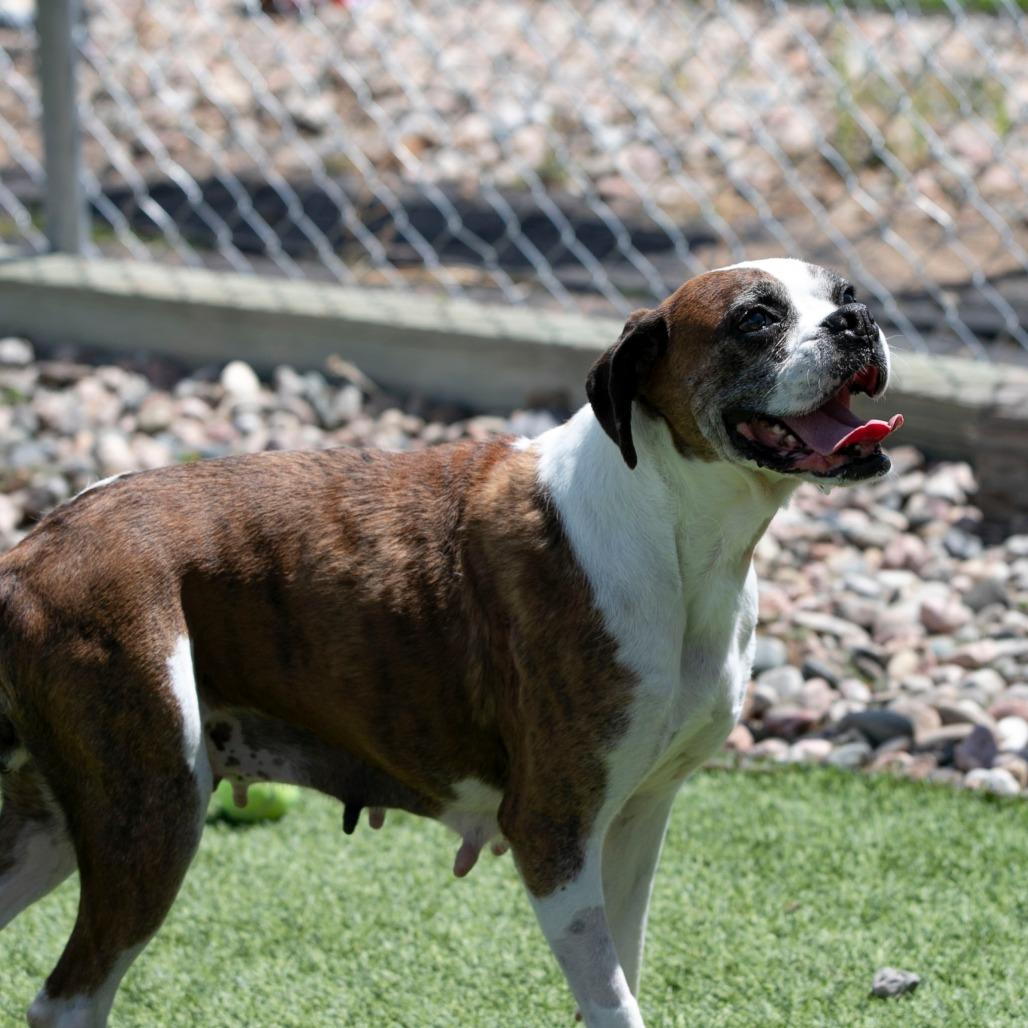 Lil Ruby (JN26-09), a Adoptable Boxer in Peyton, CO image 4/6