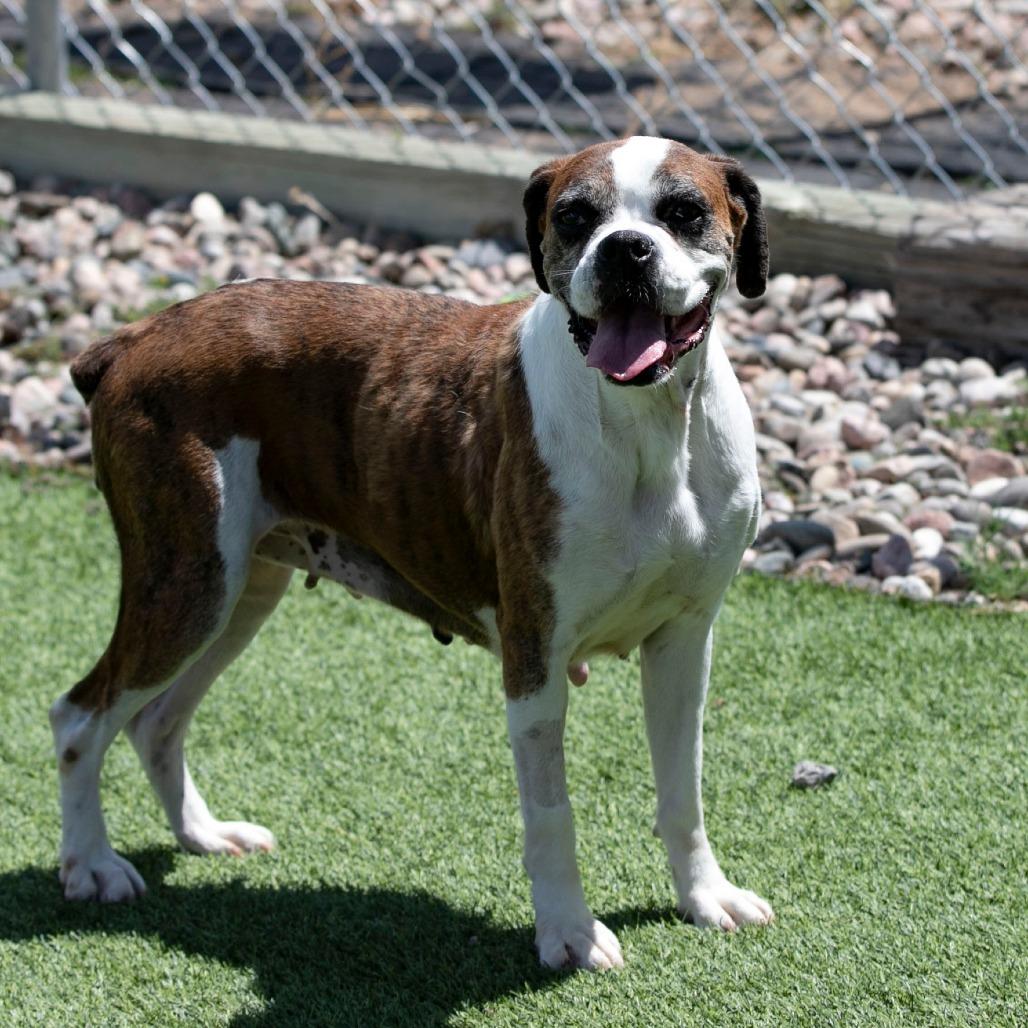 Lil Ruby (JN26-09), a Adoptable Boxer in Peyton, CO image 5/6