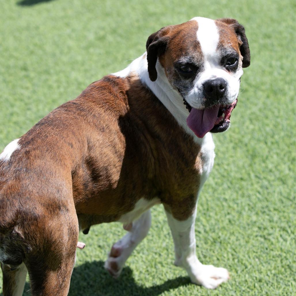Lil Ruby (JN26-09), a Adoptable Boxer in Peyton, CO image 6/6