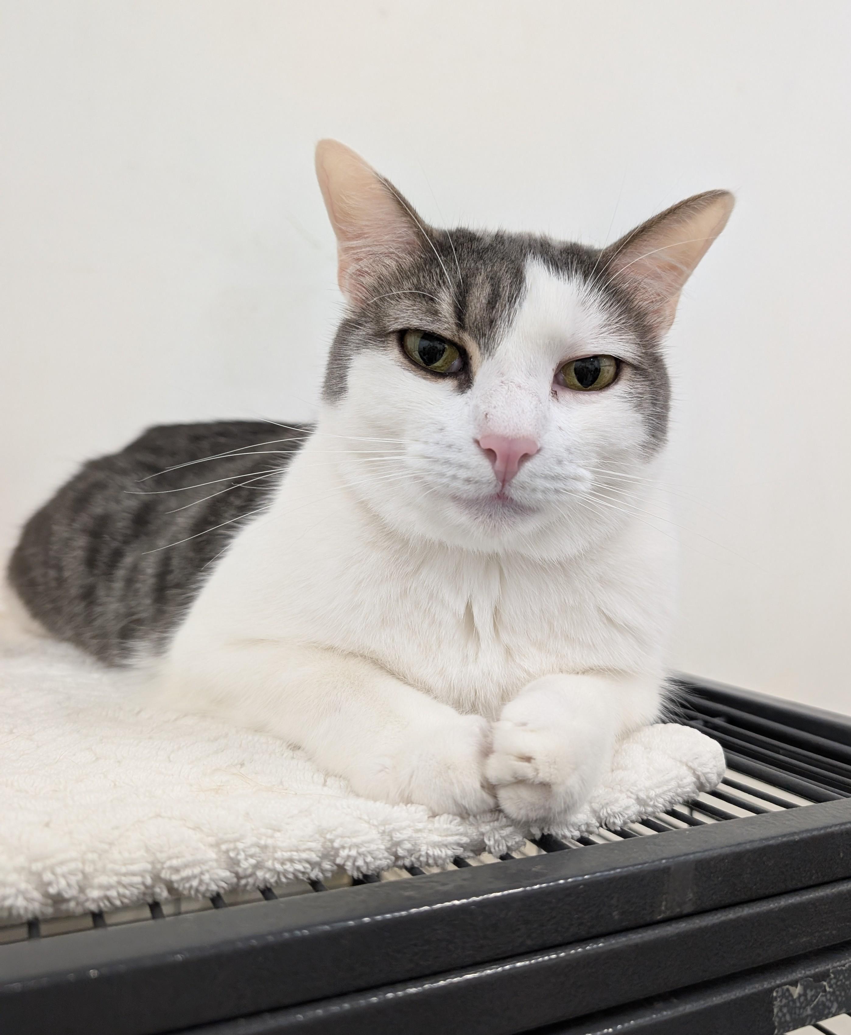 Enlarge Mr. Gray , a Adoptable mixed breed in West Palm Beach, FL image 1/6