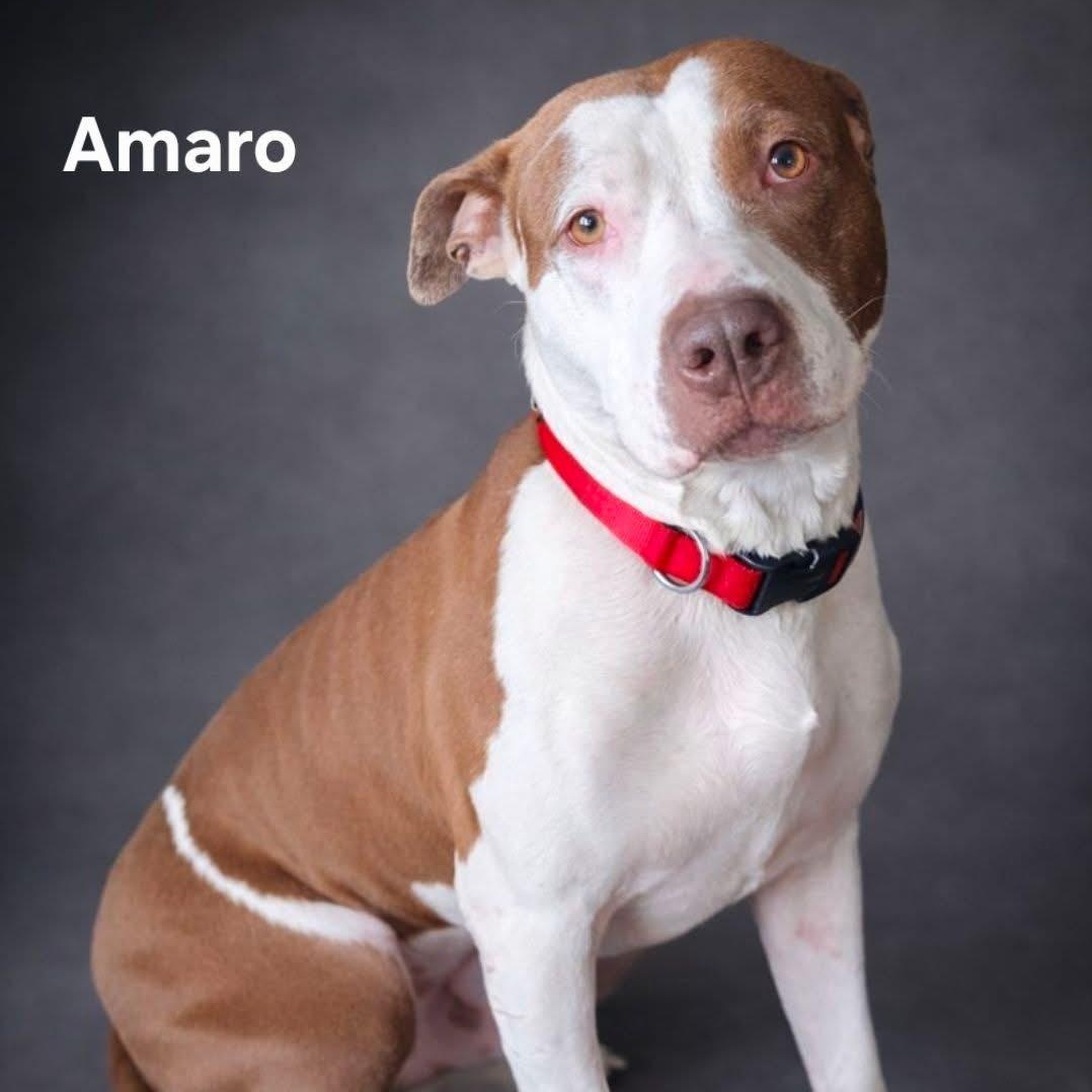 Amaro, a ADOPTABLE Pit Bull Terrier in Brentwood, TN image 2/2