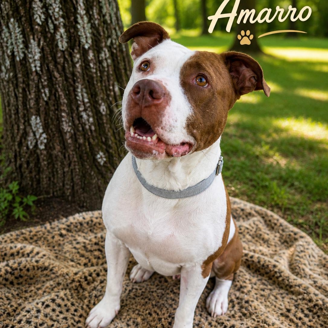 Amaro, a ADOPTABLE Pit Bull Terrier in Brentwood, TN image 1/2