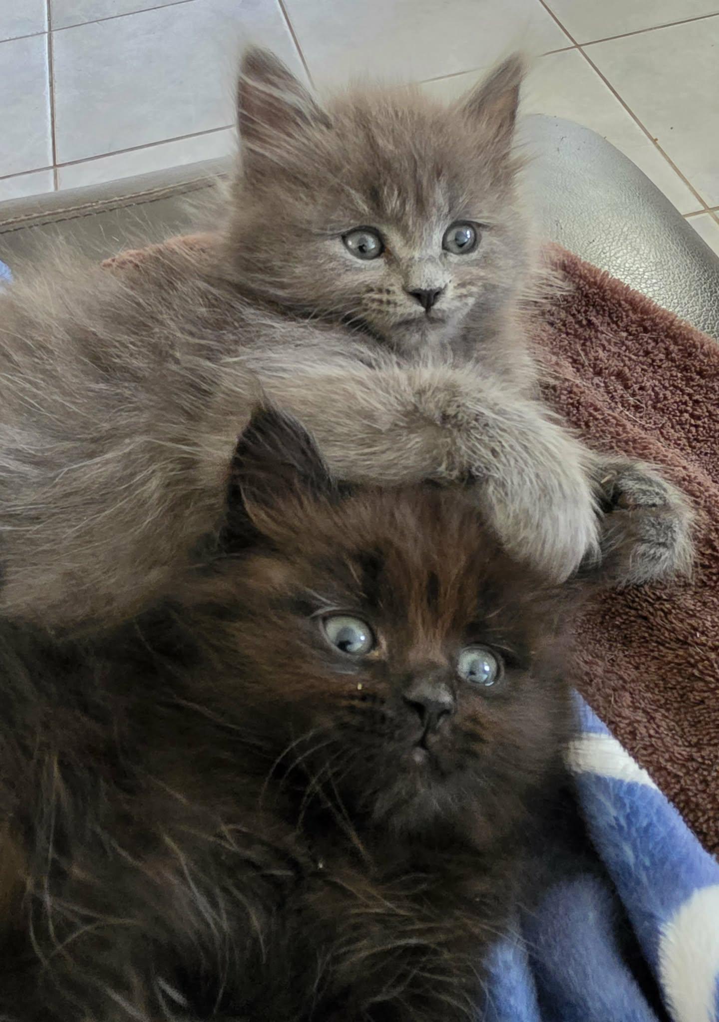 Enlarge Jack, Janet & Chrissy, an adopted Domestic Long Hair in Ormond beach, FL image 1/2