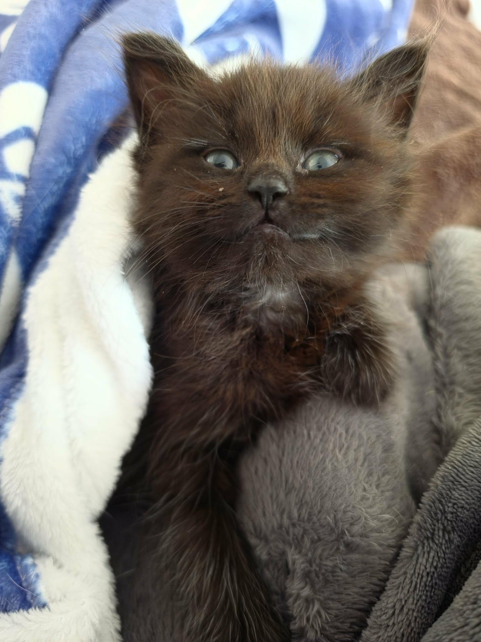 Enlarge Jack, Janet & Chrissy, an adopted Domestic Long Hair in Ormond beach, FL image 2/2
