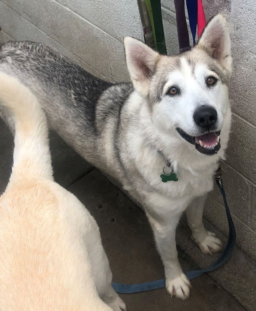 Enlarge Enya, a Adoptable mixed breed in Newport Beach, CA image 1/10