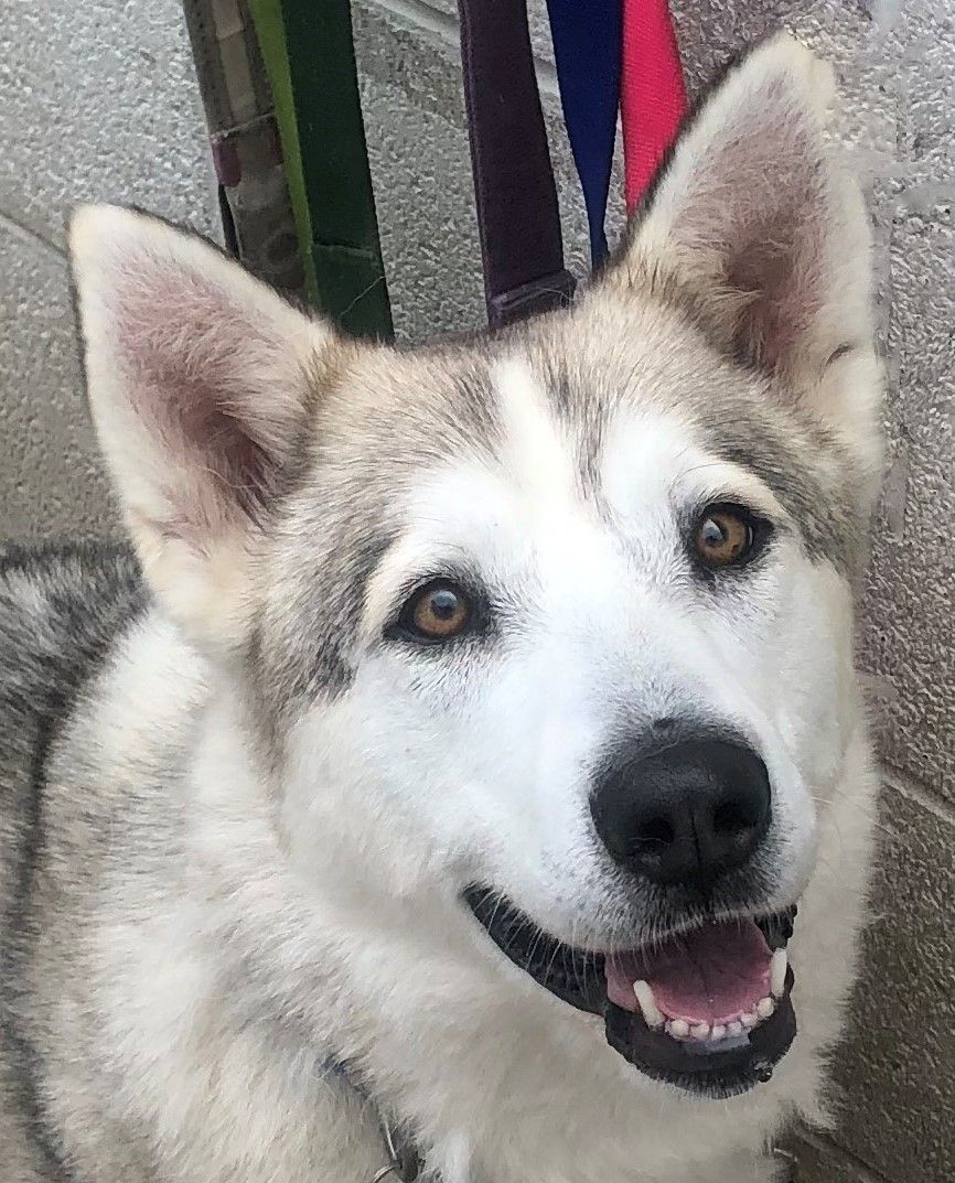 Enya, Adoptable, Young Female Siberian Husky.