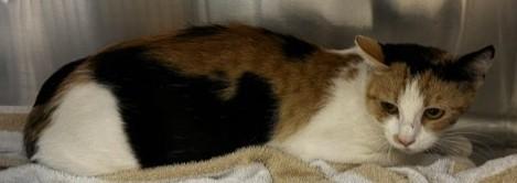 Enlarge Marnie / 61665367, an adopted Domestic Short Hair in Elko, NV image 1/1