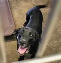 Enlarge FANCY, a Adoptable Mixed Breed in Fernandina Beach, FL image 1/1