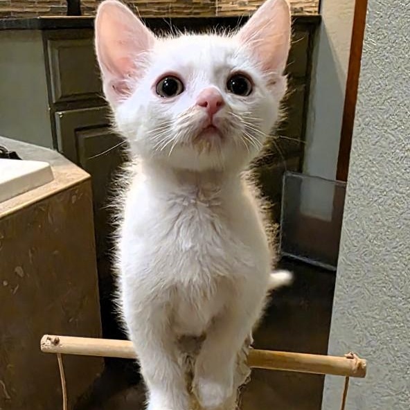 Enlarge Mater Purcell (as in Tow Mater), a Adoptable mixed breed in Denver, CO image 5/6