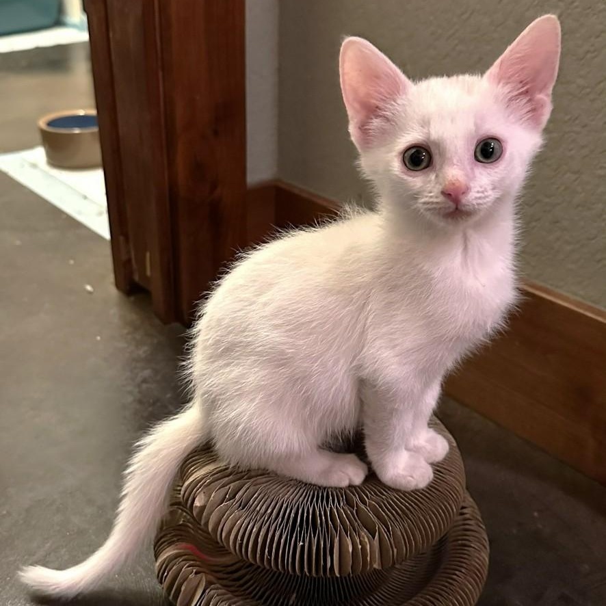 Mater Purcell (as in Tow Mater), Adoptable, Kitten Male Domestic Short Hair.