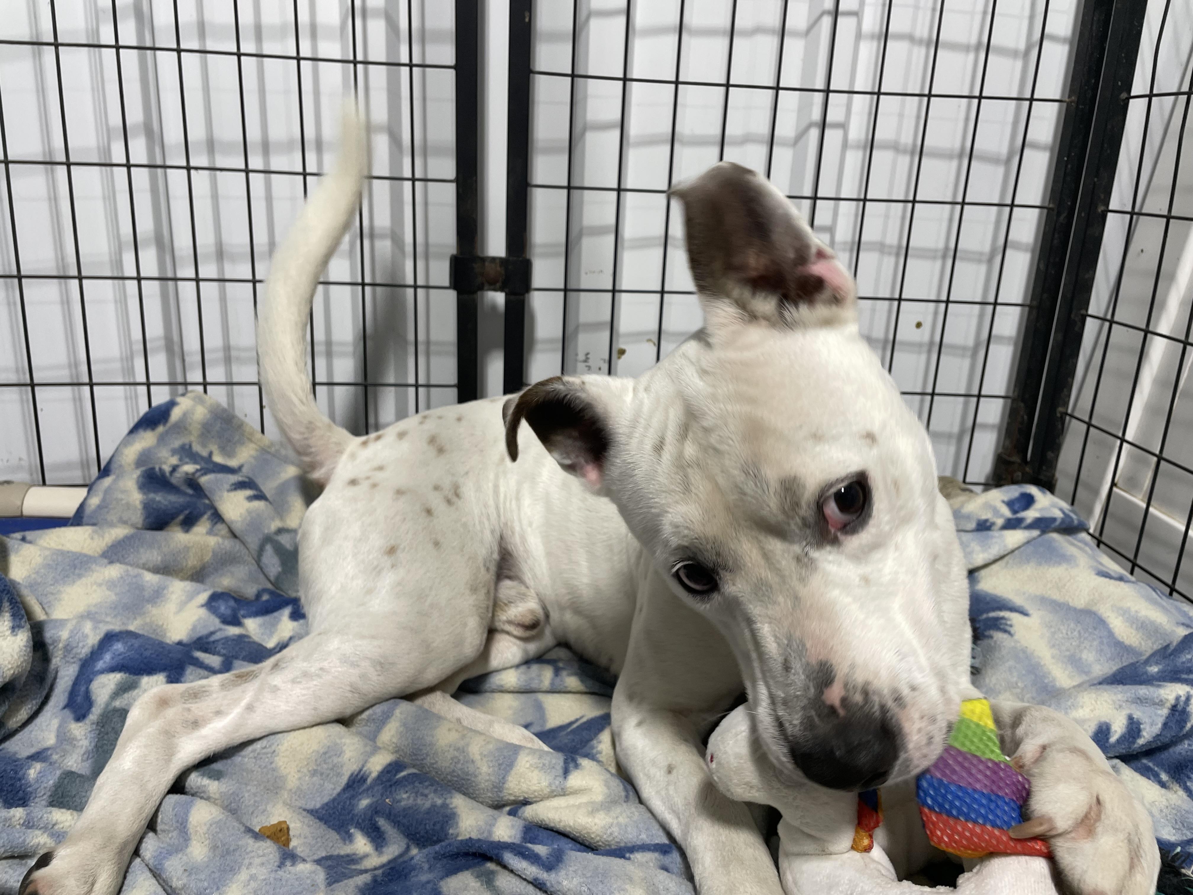 Danny, an adoptable American Staffordshire Terrier, Dalmatian in Le Mars, IA, 51031 | Photo Image 4