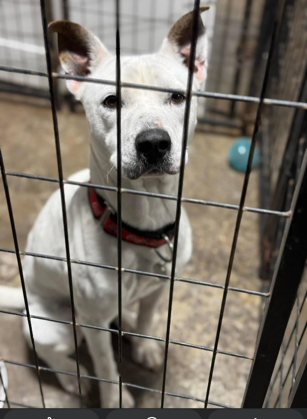 Danny, an adoptable American Staffordshire Terrier, Dalmatian in Le Mars, IA, 51031 | Photo Image 2