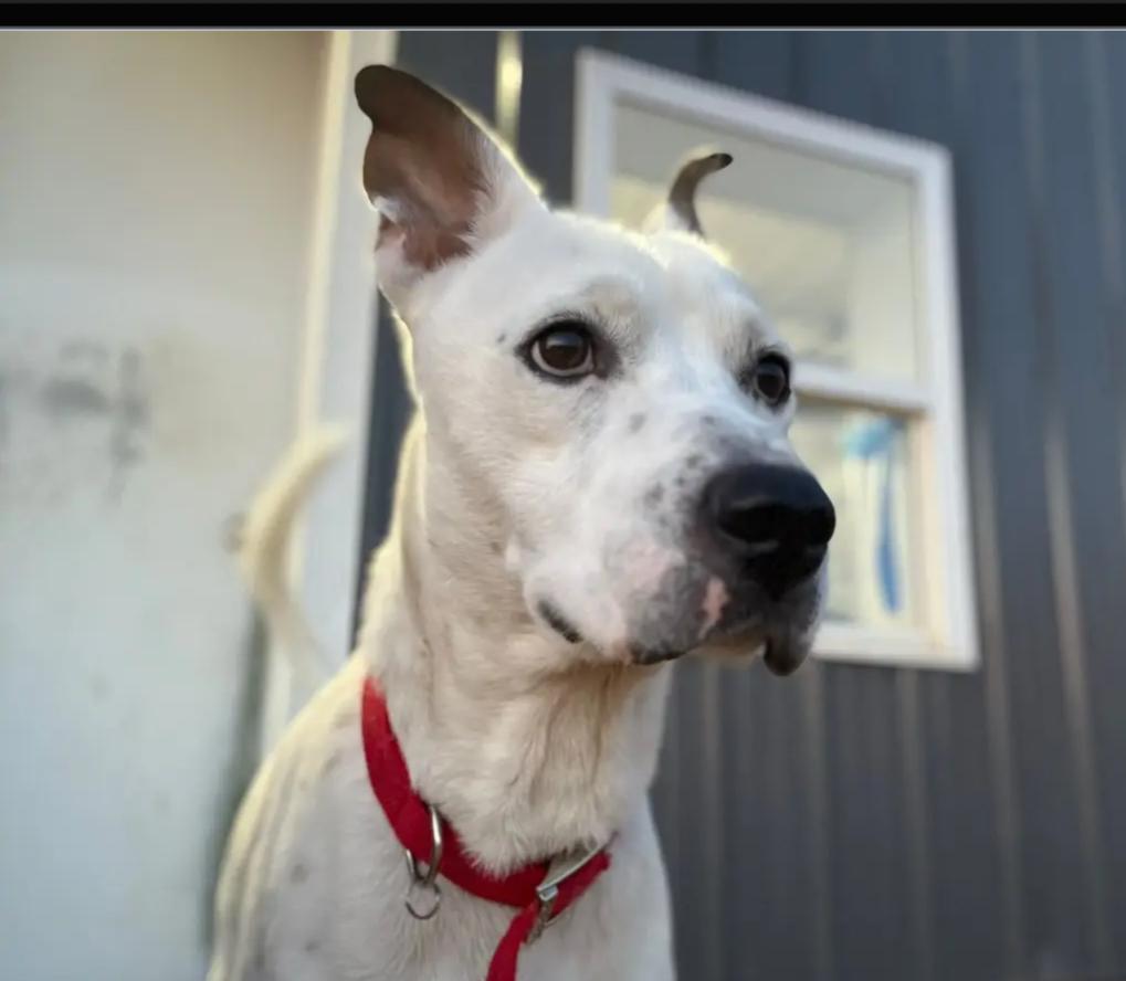 Danny, an adoptable American Staffordshire Terrier, Dalmatian in Le Mars, IA, 51031 | Photo Image 1