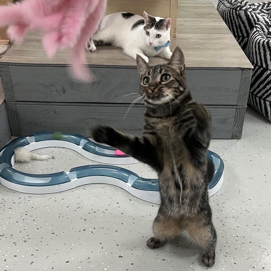 Enlarge Simon, a Adoptable Domestic Short Hair in Yucca Valley, CA image 1/6