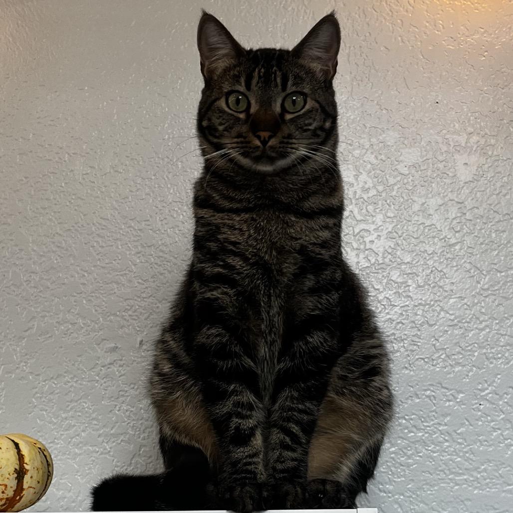 Enlarge Simon, a Adoptable Domestic Short Hair in Yucca Valley, CA image 2/6