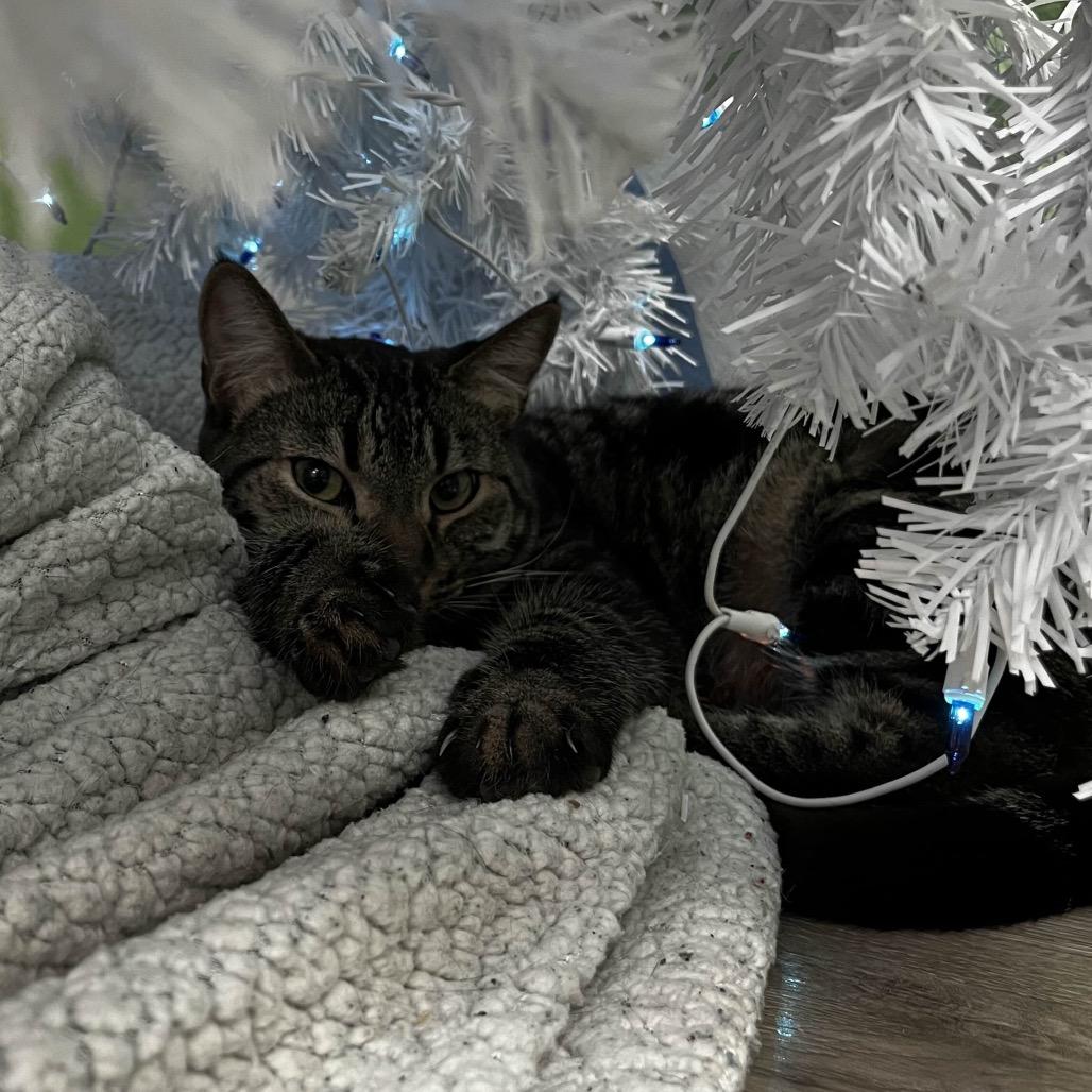 Enlarge Simon, a Adoptable Domestic Short Hair in Yucca Valley, CA image 3/6