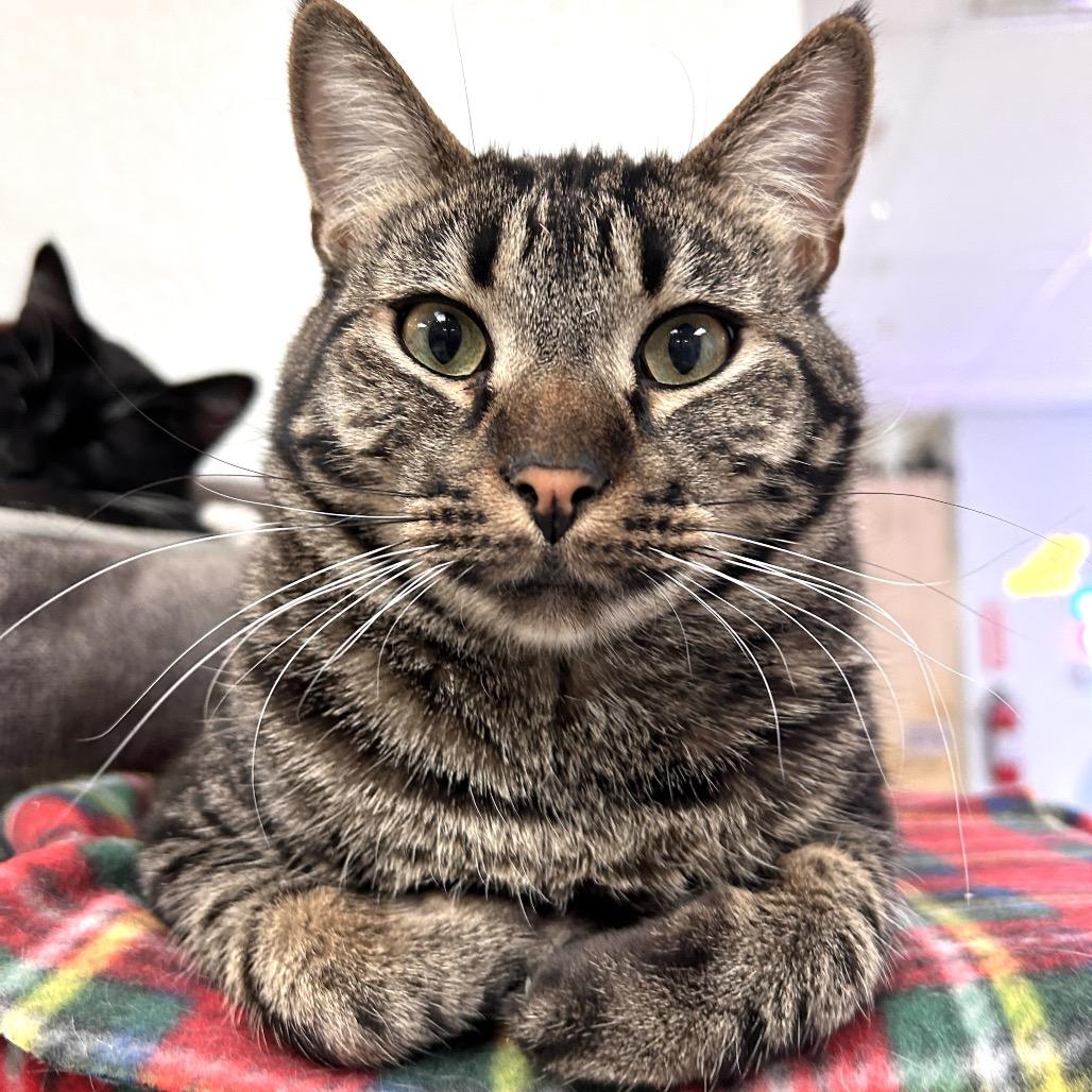 Enlarge Simon, a Adoptable Domestic Short Hair in Yucca Valley, CA image 4/6