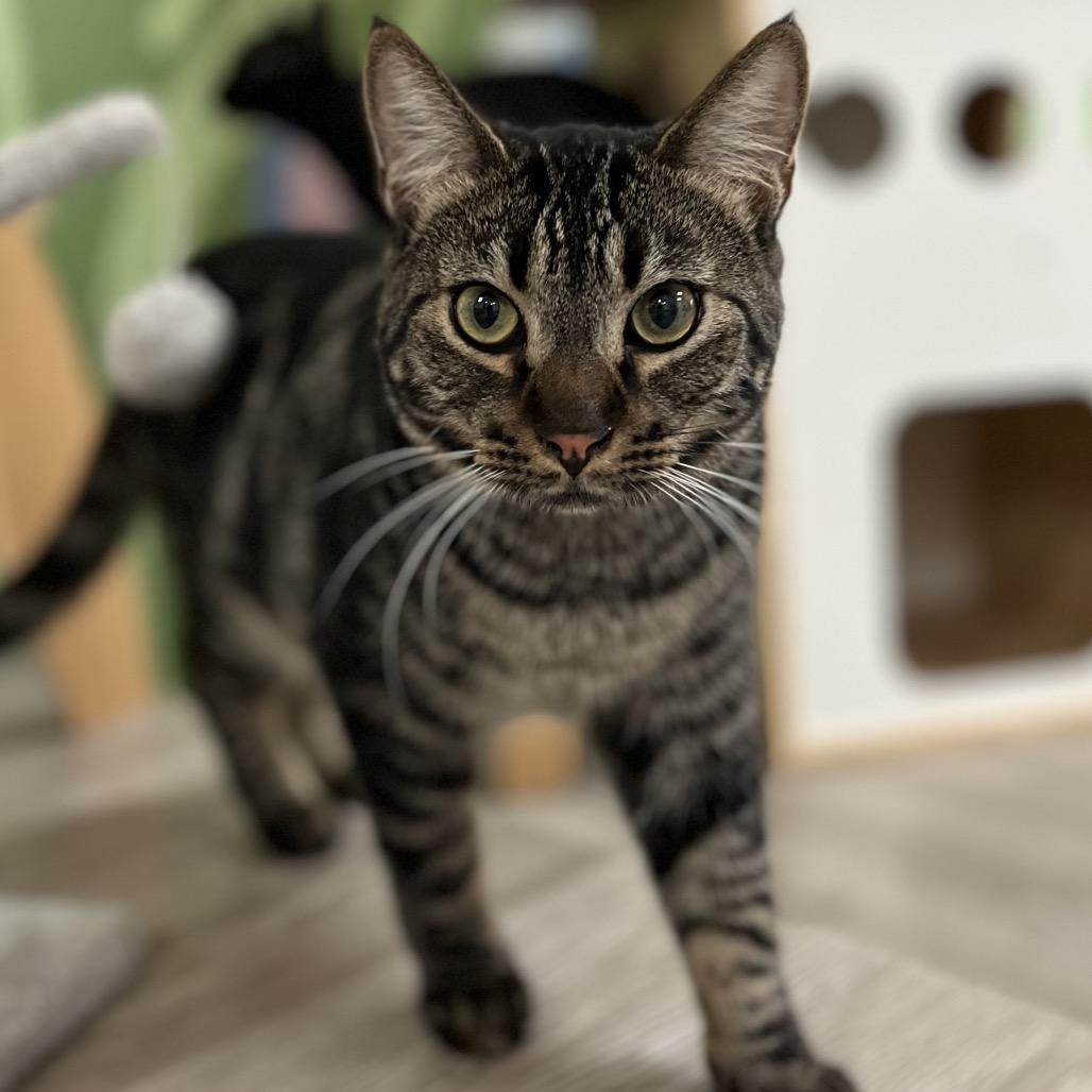 Enlarge Simon, a Adoptable Domestic Short Hair in Yucca Valley, CA image 5/6