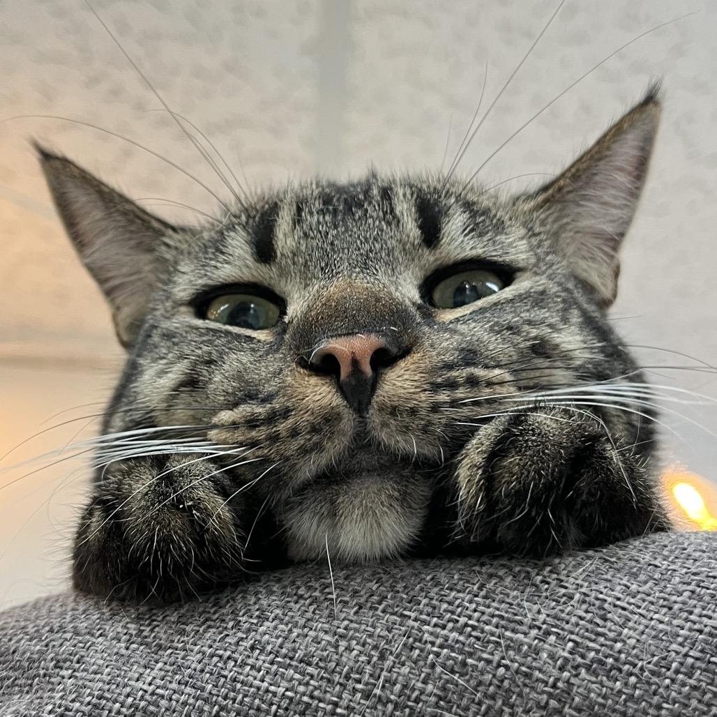 Enlarge Simon, a Adoptable Domestic Short Hair in Yucca Valley, CA image 6/6