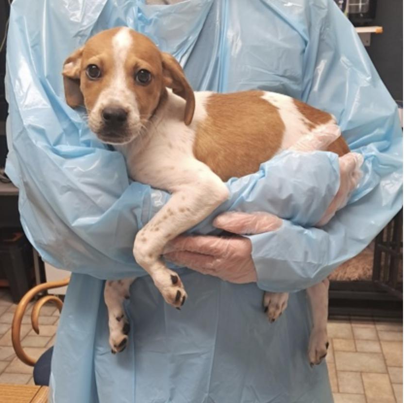 Enlarge Benny, a Adoptable mixed breed in Hollister, MO image 2/2