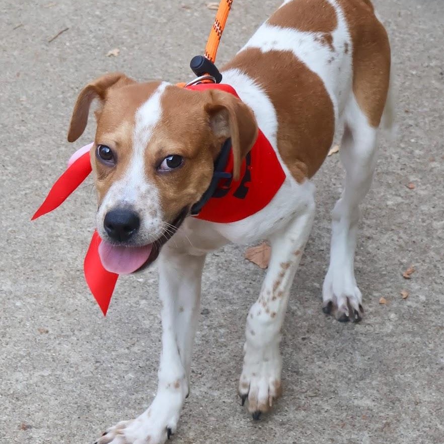 Benny, Adoptable, Puppy Male Cattle Dog.