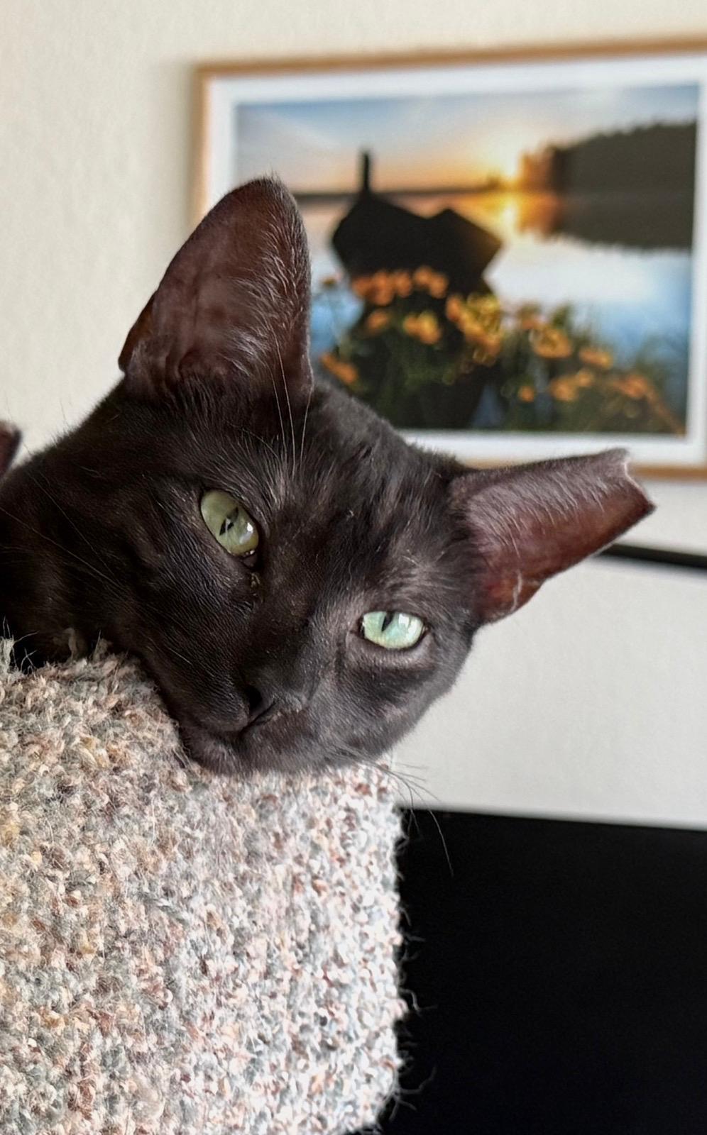 Enlarge Yossi, Lilah & Noa, a Adoptable Domestic Short Hair image 2/4