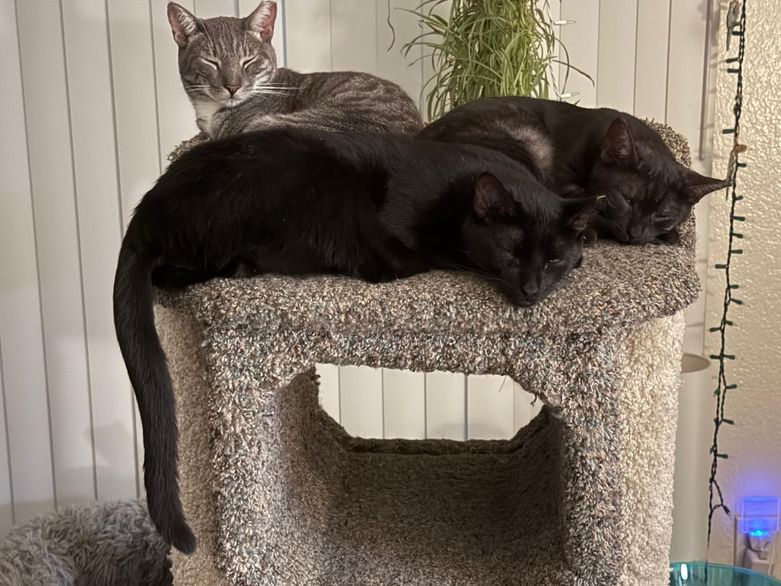 Enlarge Yossi, Lilah & Noa, a Adoptable Domestic Short Hair image 1/4