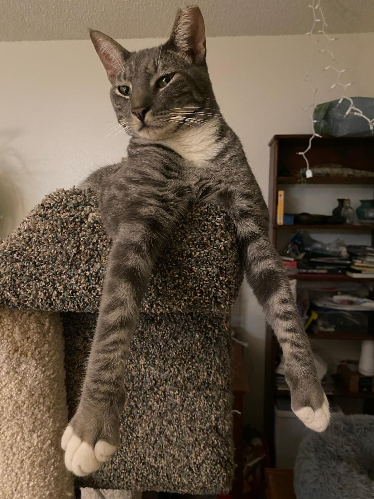 Enlarge Yossi, Lilah & Noa, a Adoptable Domestic Short Hair image 3/4