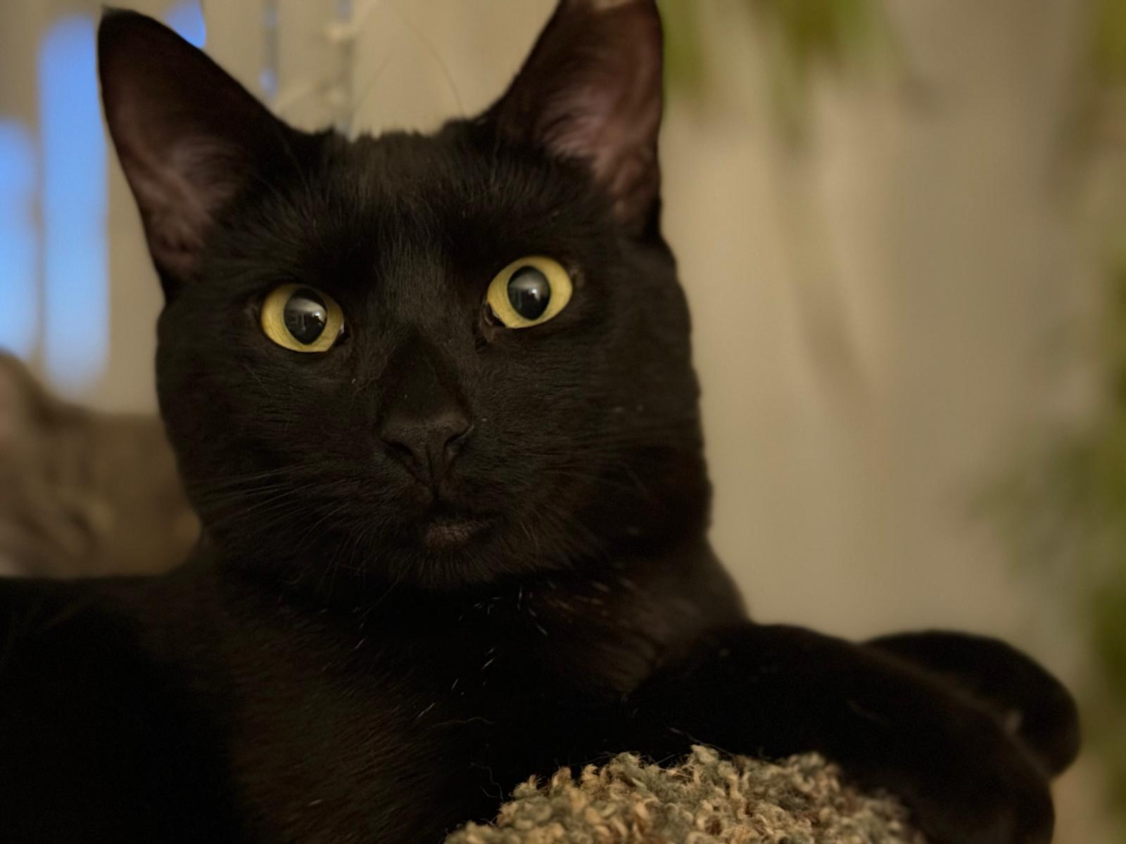 Enlarge Yossi, Lilah & Noa, a Adoptable Domestic Short Hair image 4/4