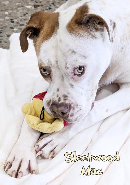 Enlarge Sleetwood Mac, a Adoptable mixed breed in Mason, MI image 1/3