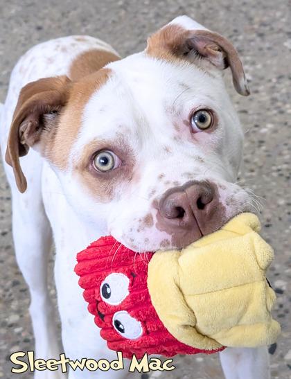 Enlarge Sleetwood Mac, a Adoptable mixed breed in Mason, MI image 2/3