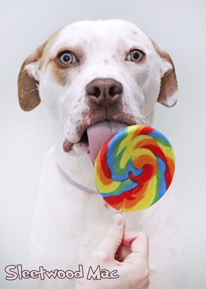 Enlarge Sleetwood Mac, a Adoptable mixed breed in Mason, MI image 2/4