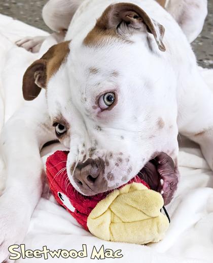 Enlarge Sleetwood Mac, a Adoptable mixed breed in Mason, MI image 3/4