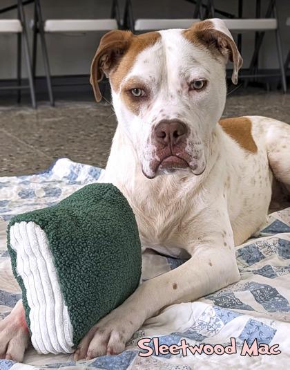 Enlarge Sleetwood Mac, a Adoptable mixed breed in Mason, MI image 4/4