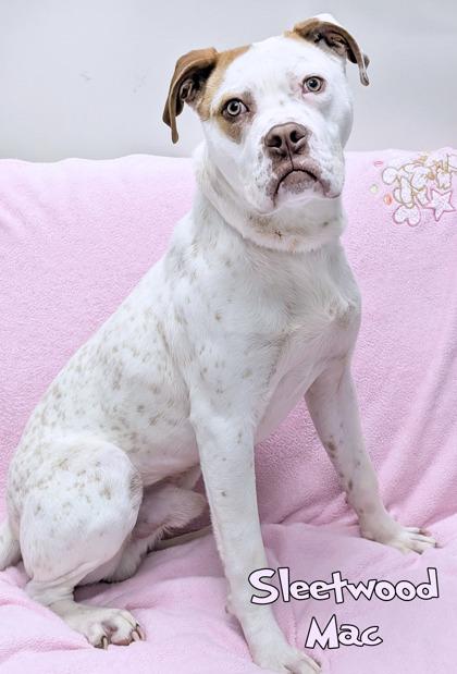 Enlarge Sleetwood Mac, a Adoptable mixed breed in Mason, MI image 3/3