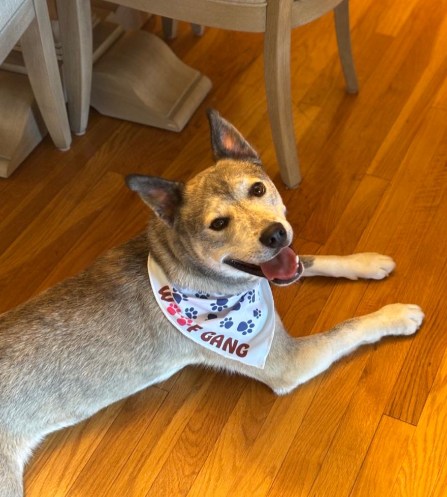 Enlarge Grayson, a Adoptable mixed breed in Baltimore, MD image 1/1