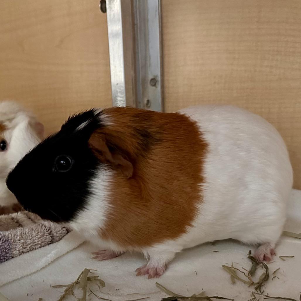 Thomas, Adoptable, Adult Male Guinea Pig.