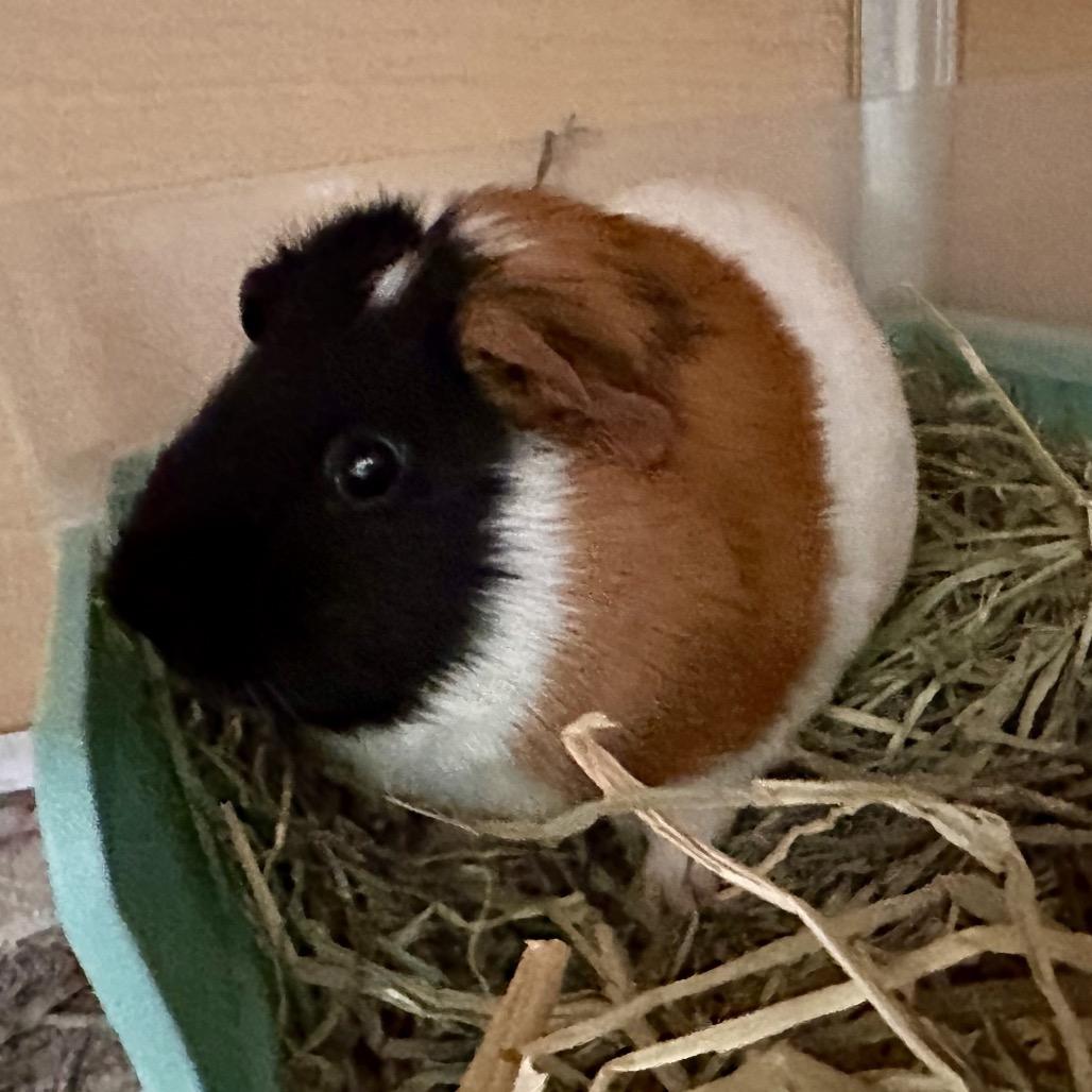 Enlarge Thomas, a Adoptable Guinea Pig in Chesapeake, VA image 2/3